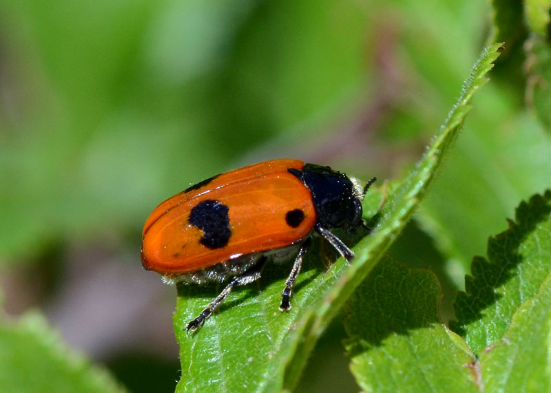 Chrysomelidae  Clytra laeviuscula ?